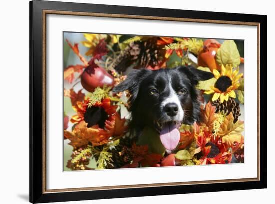 Border Collie 57-Bob Langrish-Framed Photographic Print