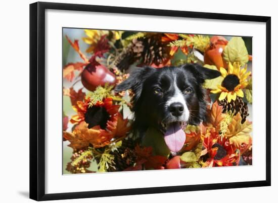 Border Collie 57-Bob Langrish-Framed Photographic Print