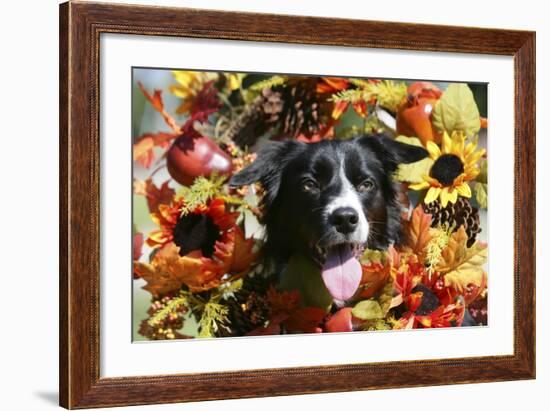 Border Collie 57-Bob Langrish-Framed Photographic Print