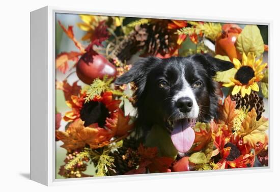 Border Collie 57-Bob Langrish-Framed Premier Image Canvas