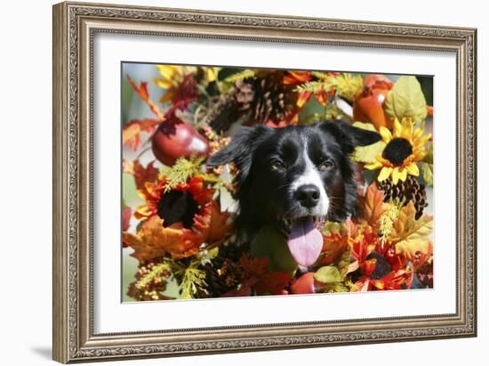 Border Collie 57-Bob Langrish-Framed Photographic Print