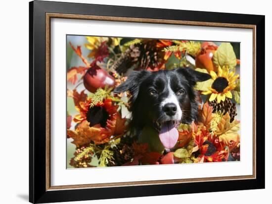 Border Collie 57-Bob Langrish-Framed Photographic Print