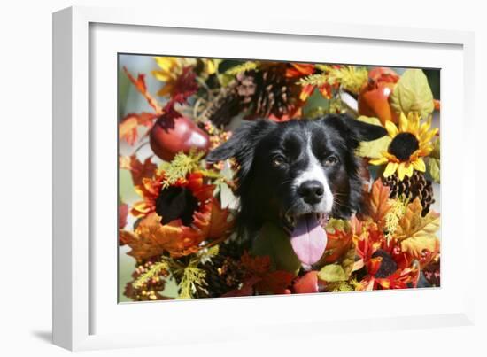 Border Collie 57-Bob Langrish-Framed Photographic Print