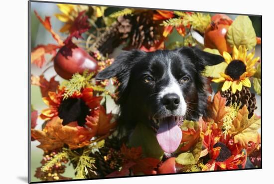 Border Collie 57-Bob Langrish-Mounted Photographic Print