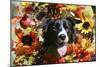 Border Collie 57-Bob Langrish-Mounted Photographic Print