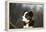 Border Collie 73-Bob Langrish-Framed Premier Image Canvas