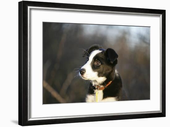 Border Collie 73-Bob Langrish-Framed Photographic Print