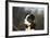 Border Collie 73-Bob Langrish-Framed Photographic Print