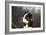 Border Collie 73-Bob Langrish-Framed Photographic Print