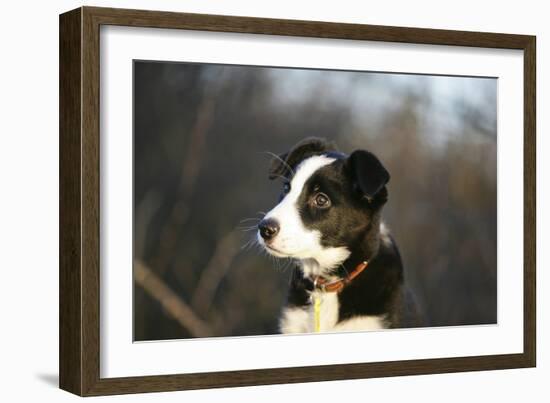 Border Collie 73-Bob Langrish-Framed Photographic Print