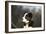 Border Collie 73-Bob Langrish-Framed Photographic Print