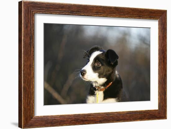 Border Collie 73-Bob Langrish-Framed Photographic Print