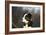 Border Collie 73-Bob Langrish-Framed Photographic Print