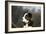 Border Collie 73-Bob Langrish-Framed Photographic Print