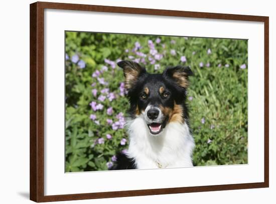 Border Collie 84-Bob Langrish-Framed Photographic Print