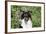 Border Collie 84-Bob Langrish-Framed Photographic Print