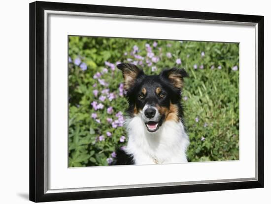 Border Collie 84-Bob Langrish-Framed Photographic Print