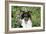 Border Collie 84-Bob Langrish-Framed Photographic Print