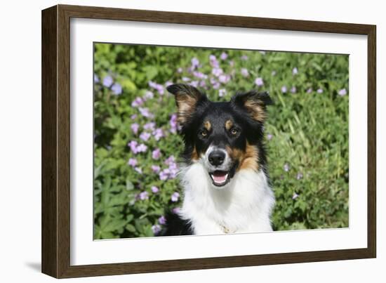 Border Collie 84-Bob Langrish-Framed Photographic Print