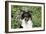 Border Collie 84-Bob Langrish-Framed Photographic Print