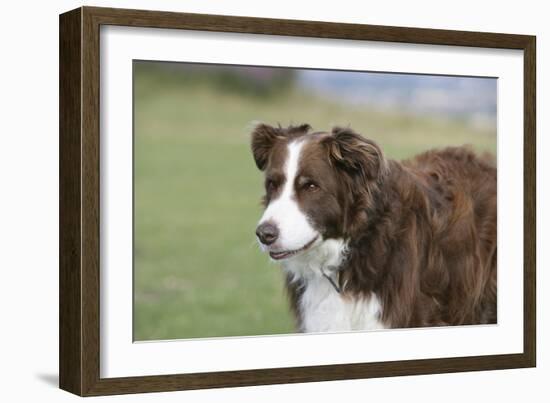 Border Collie 86-Bob Langrish-Framed Photographic Print