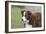 Border Collie 86-Bob Langrish-Framed Photographic Print