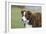 Border Collie 86-Bob Langrish-Framed Photographic Print