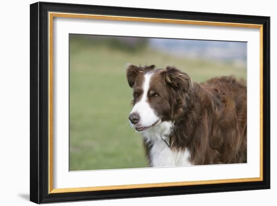 Border Collie 86-Bob Langrish-Framed Photographic Print