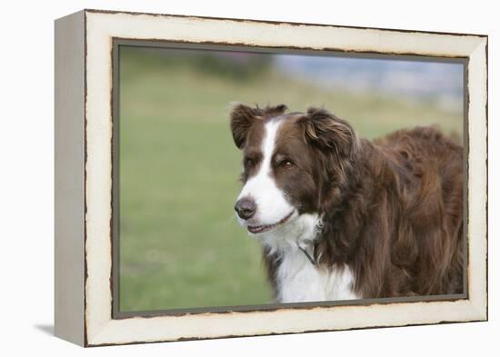 Border Collie 86-Bob Langrish-Framed Premier Image Canvas