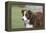 Border Collie 86-Bob Langrish-Framed Premier Image Canvas