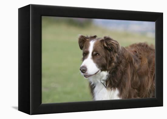 Border Collie 86-Bob Langrish-Framed Premier Image Canvas