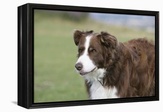 Border Collie 86-Bob Langrish-Framed Premier Image Canvas