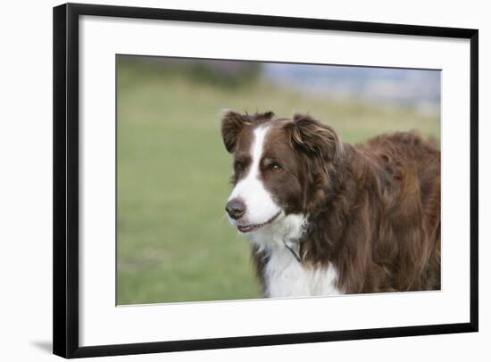 Border Collie 86-Bob Langrish-Framed Photographic Print