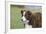 Border Collie 86-Bob Langrish-Framed Photographic Print