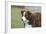 Border Collie 86-Bob Langrish-Framed Photographic Print