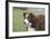 Border Collie 86-Bob Langrish-Framed Photographic Print