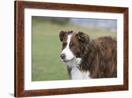 Border Collie 86-Bob Langrish-Framed Photographic Print