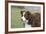 Border Collie 86-Bob Langrish-Framed Photographic Print