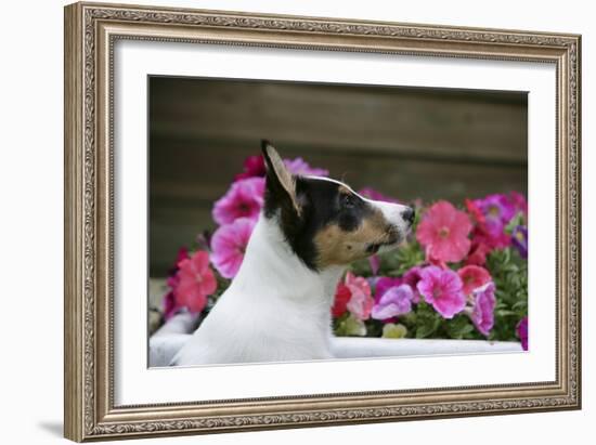 Border Collie 90-Bob Langrish-Framed Photographic Print