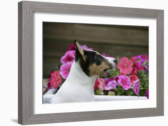 Border Collie 90-Bob Langrish-Framed Photographic Print