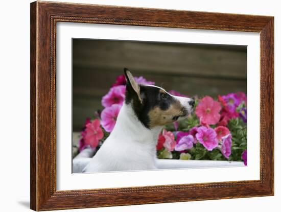 Border Collie 90-Bob Langrish-Framed Photographic Print