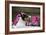 Border Collie 90-Bob Langrish-Framed Photographic Print