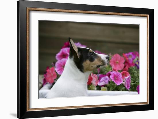 Border Collie 90-Bob Langrish-Framed Photographic Print