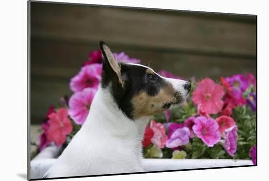 Border Collie 90-Bob Langrish-Mounted Photographic Print