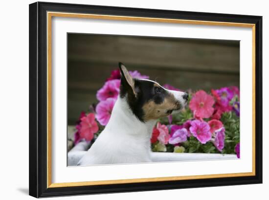 Border Collie 90-Bob Langrish-Framed Photographic Print