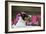 Border Collie 90-Bob Langrish-Framed Photographic Print