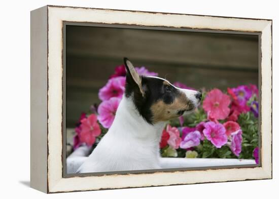 Border Collie 90-Bob Langrish-Framed Premier Image Canvas