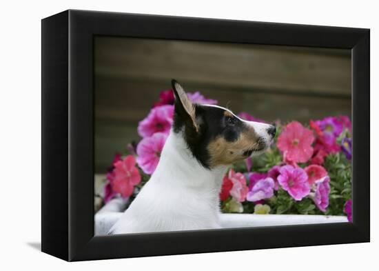 Border Collie 90-Bob Langrish-Framed Premier Image Canvas