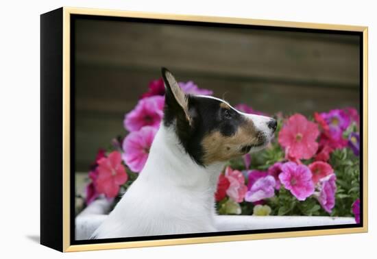 Border Collie 90-Bob Langrish-Framed Premier Image Canvas