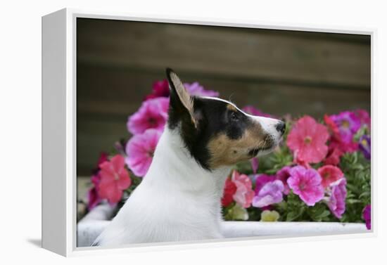 Border Collie 90-Bob Langrish-Framed Premier Image Canvas